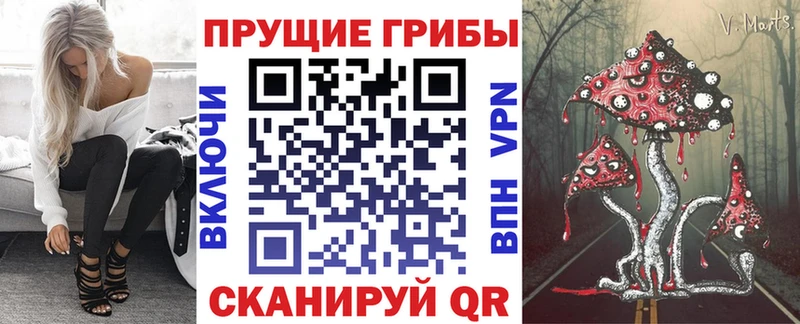 Купить закладки  Верхняя Пышма  Галлюциногенные грибы Psilocybe 